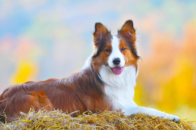 狗界智商排行榜第一名是边境牧羊犬第三名是它