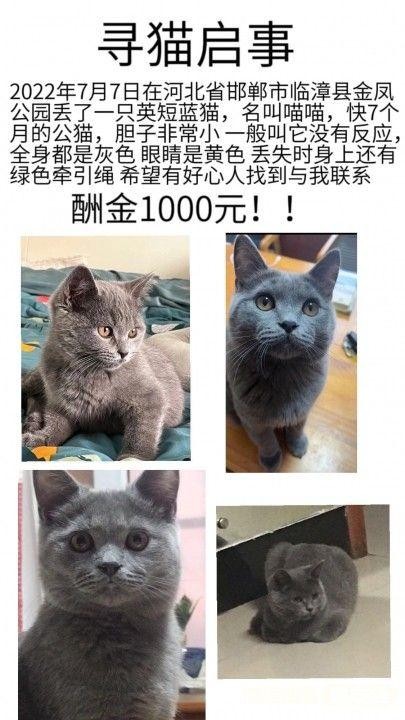 寻狗启事寻猫启示宠物走失寻宠信息20220822宠友社