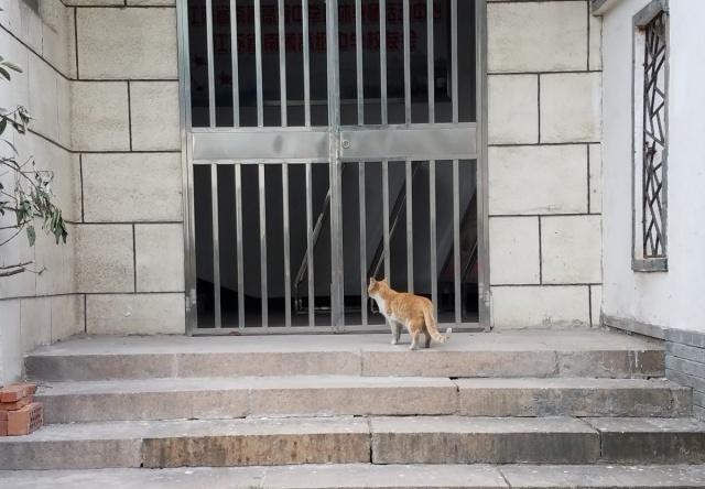 流浪猫带孩子上门求收养被拒后晚上又带礼物上门央求太甜了