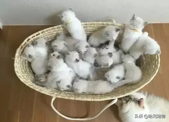 布偶猫生了19只小猫，价值20万人民币，猫妈妈：我用尽了洪荒之力