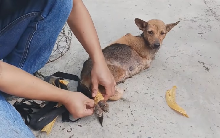 狗狗母子被主人绑上四肢和嘴送往狗肉馆狗狗：救救我我好怕