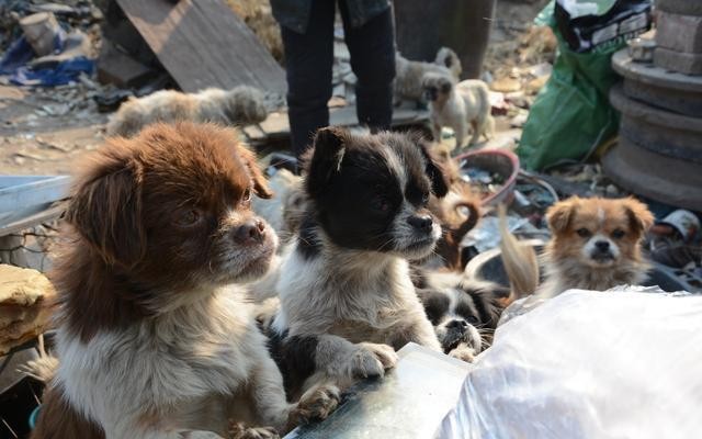 为什么流浪狗越来越多？这个问题值得我们深思