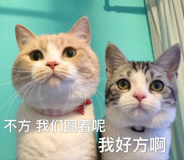 猫咪对你“翻肚皮”，不只是喜欢你，不要再误会它了！