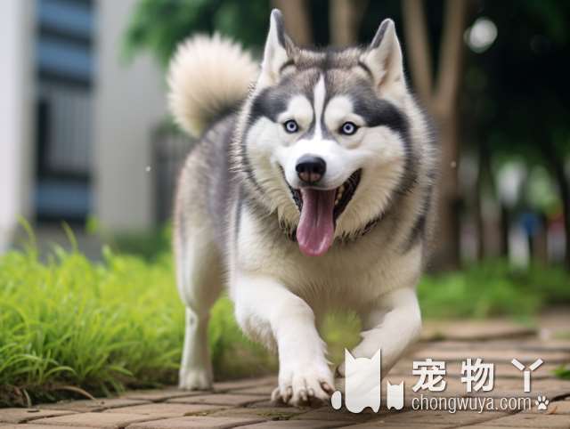 银狐犬几个月耳朵能全立起来？