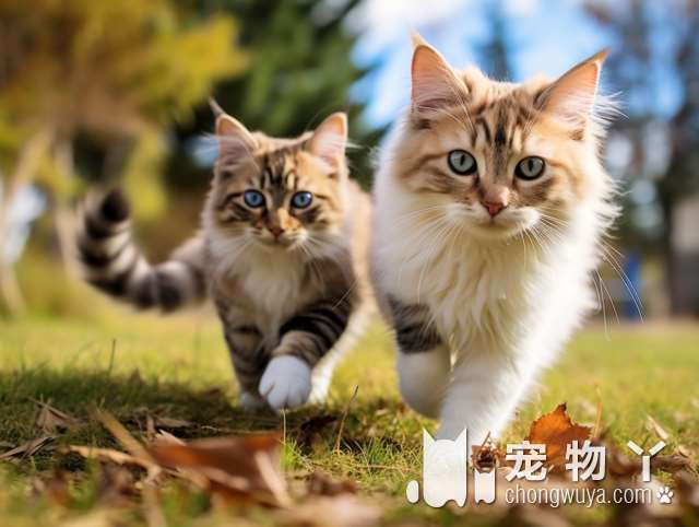 为什么喜欢斯芬克斯猫？